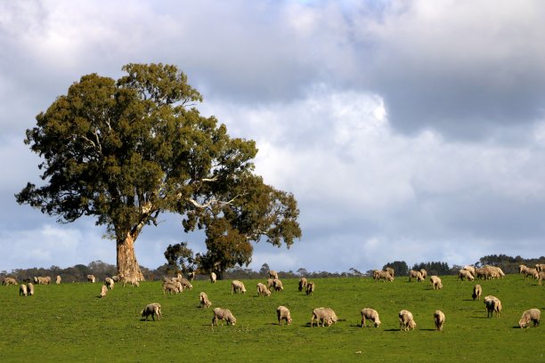绵羊农场图片下载