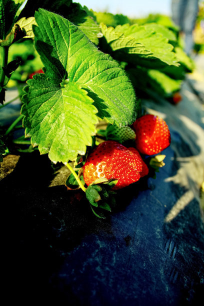 农场里长着绿叶的草莓特写图片下载