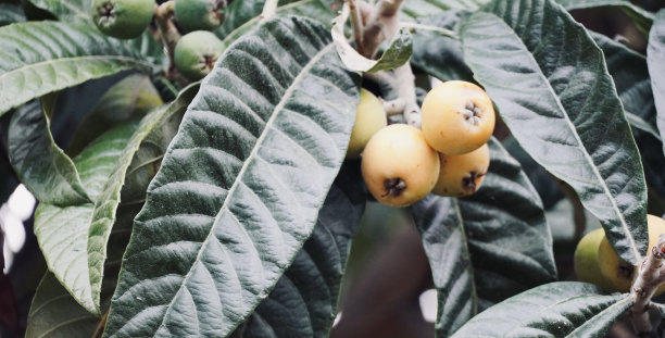 枇杷树图片下载