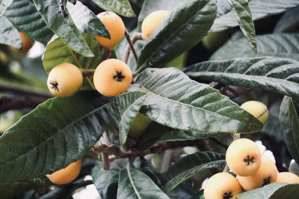 枇杷树图片下载