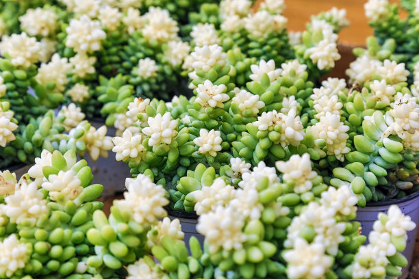 多汁的植物图片下载