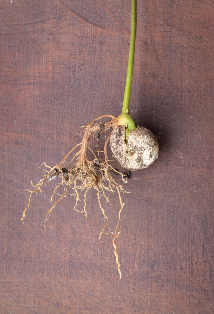 红毛丹种子发芽，植物生长过程中，新鲜的根放在木桌上。图片下载