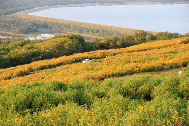 泰国，南邦:2023-03-09:游客在广阔的山丘上的一片亮黄色的向日葵地里愉快地拍照。图片下载