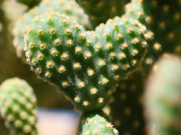 仙人掌是一种长着心形刺的小植物。图片下载