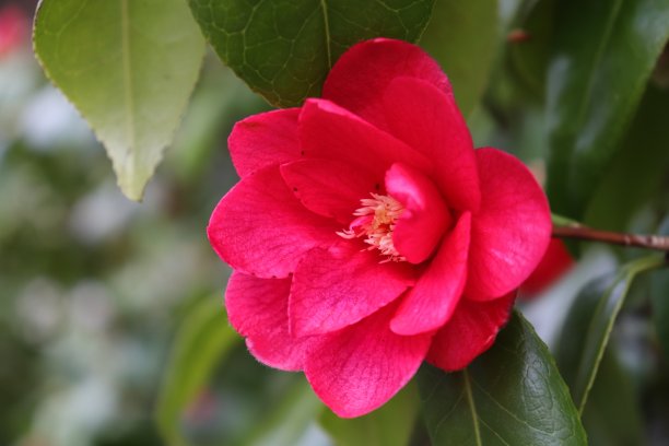 美丽的山茶花图片下载