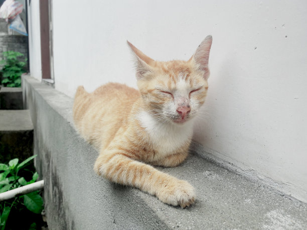 一只猫几乎在房子的墙上睡着了图片下载