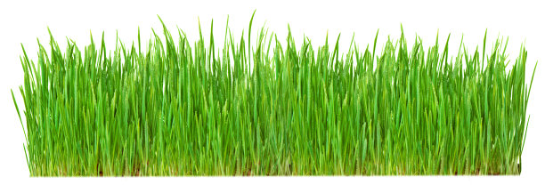 清新的春天绿草孤立图片下载