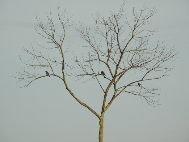 三只鸟图片下载