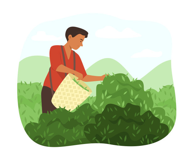 在茶园采摘新鲜茶叶的农民图片下载