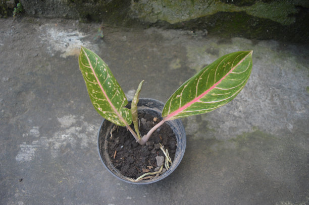 黑锅上的Aglaonema donacarmen图片下载