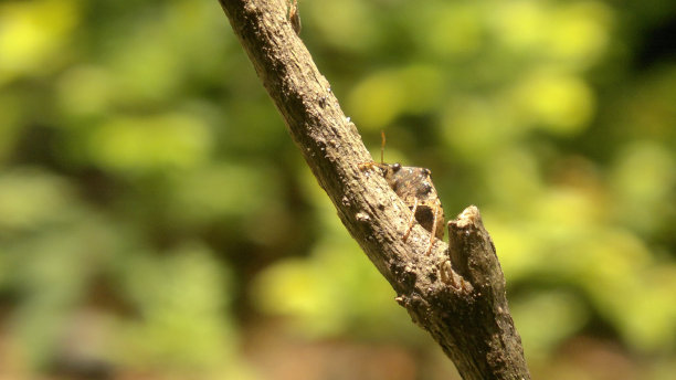 一张特写微距照片，一只昆虫栖息在一片树叶上，展示了野生动物的复杂细节。图片下载