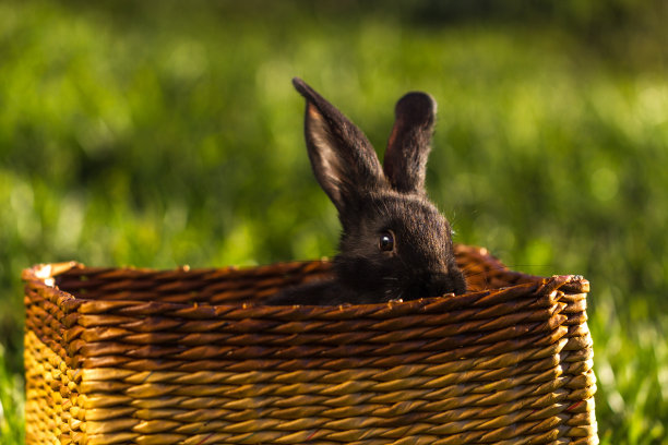 日落时分，黑兔子坐在篮子里图片下载