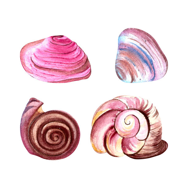 一组用水彩画的贝壳，孤立的白色背景手绘图片下载