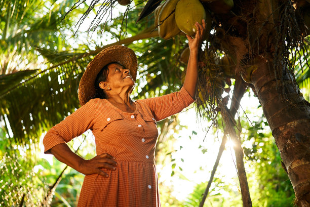 年长的印度女农民戴着草帽，开心地拿着挂在棕榈树上的绿色大椰子。斯里兰卡老妇人微笑着站在椰子上摆姿势。农艺及园艺概念图片下载