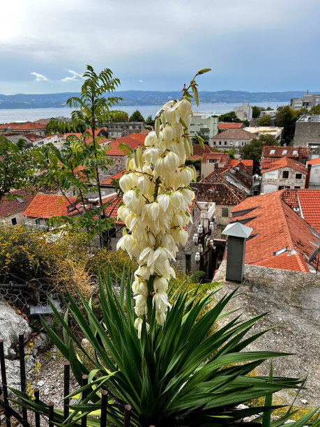 近距离观察郁郁葱葱的丝兰开花植物，背景是古老的海滩和地中海图片下载