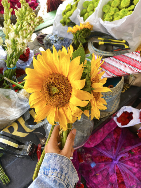 向日葵图片下载