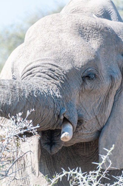 大象的特写图片下载