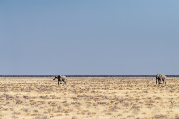 大象跑过沙漠图片下载