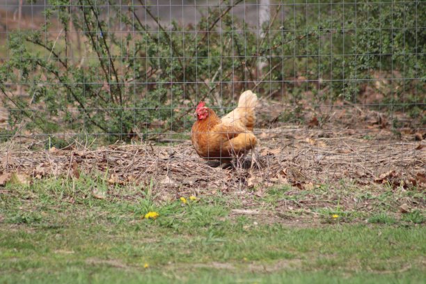 散养鸡图片下载