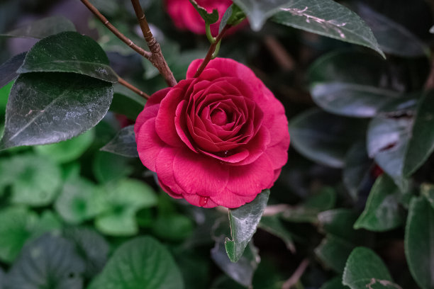 黑色的樱花盛开的玫瑰与翡翠优雅的叶子。面向中心的图片。无水泥砌筑。花卉栽培、景观设计。红色花瓣花在户外。图片下载