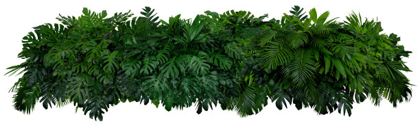 亚洲的热带叶，孤立在白色背景上。图片下载