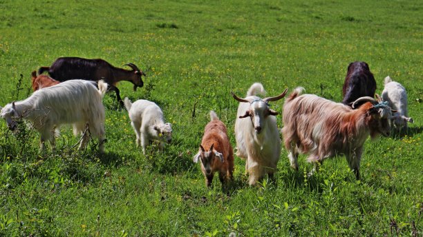 在牧场上与小山羊一起吃草的家山羊图片下载