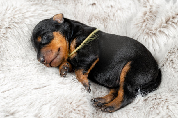 一只刚出生的黑色和棕色相间的迷你小猎犬，以灰色的皮毛为背景图片下载