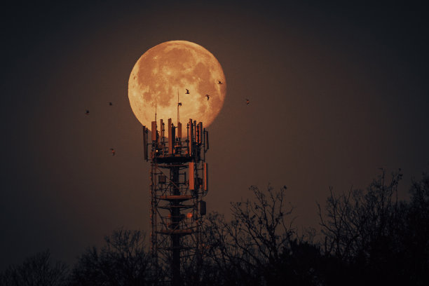 月亮和鸽子图片下载