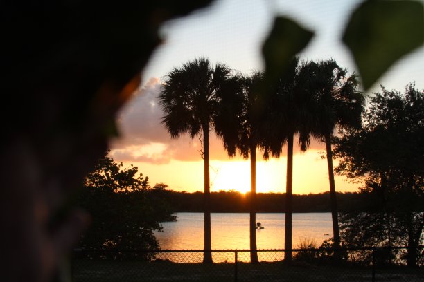 热带棕榈树夏日夕阳图片下载