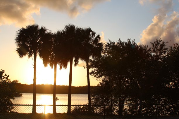热带棕榈树夏日夕阳图片下载