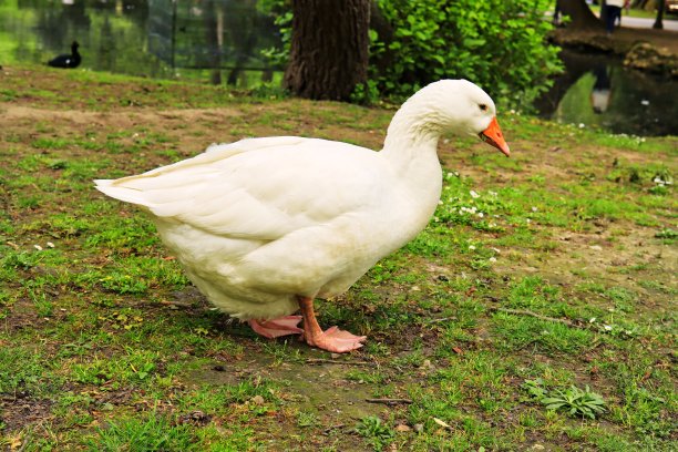 公园里的家鹅。图片下载