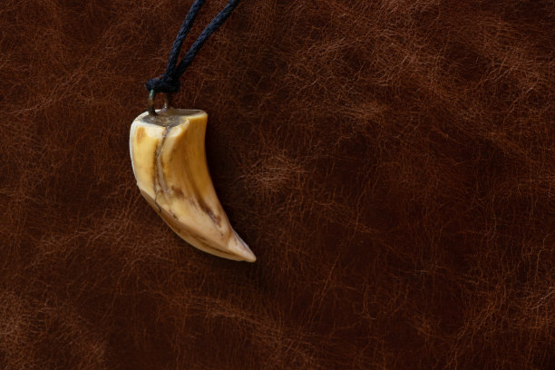 动物的獠牙作为护身符放在棕色的皮肤上图片下载