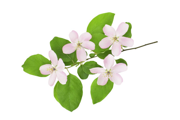 盛开的树枝与粉红色的花在白色的背景。图片下载