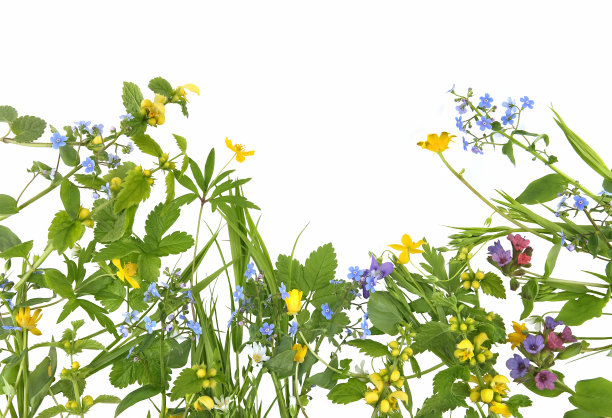 春花黄色大天使，勿忘我，黄色海葵，龙葵孤立在白色背景。图片下载