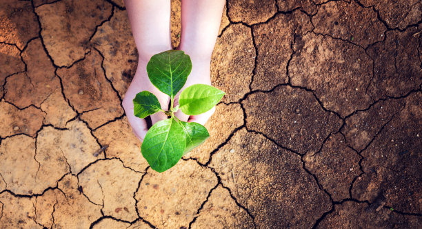 孩子的手顶着一棵树，它生长在干裂、干燥的土地上。拯救环境和全球变暖，图片下载