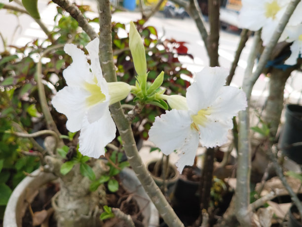 图片来源:柬埔寨，日本的一种植物图片下载