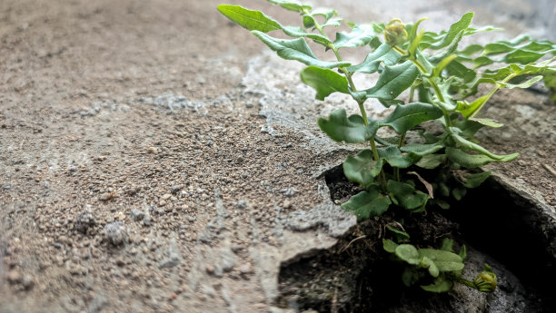 野生植物从洞里长出来图片下载