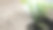 野生植物从洞里长出来图片下载