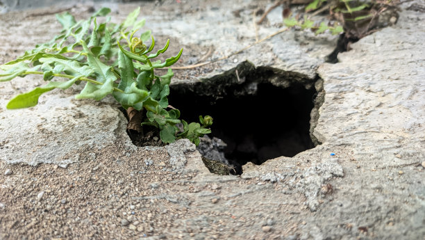 野生植物从洞里长出来图片下载