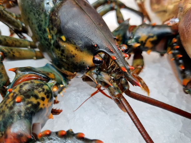 泰国街头食品市场上的新鲜龙虾，近距离拍摄。海鲜的概念。煮用的生龙虾图片下载