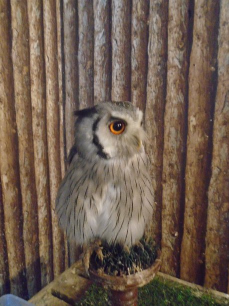 猫头鹰图片下载