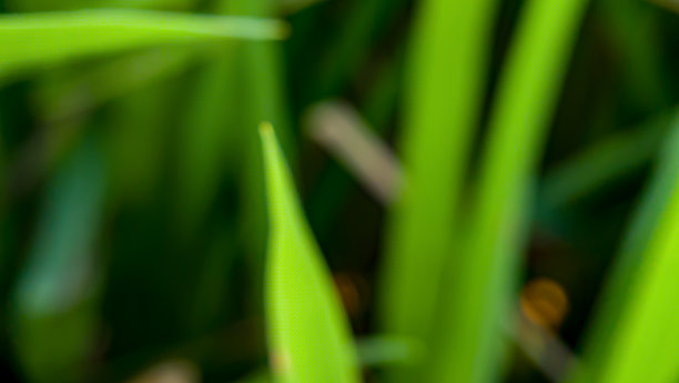 环境，树叶，自然，背景模糊。背景纹理树叶自然模板图片下载