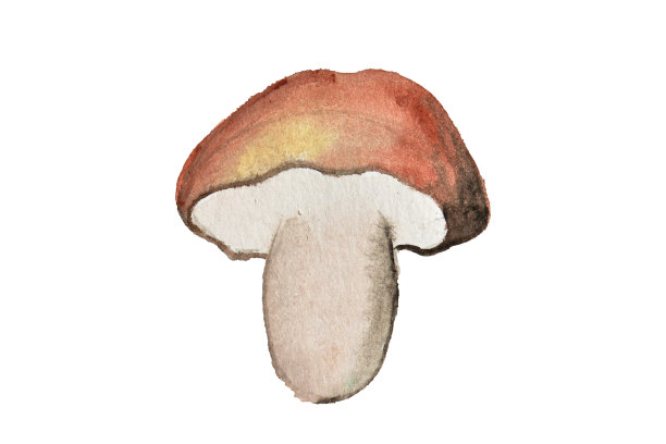 分离水彩白蘑菇。图片下载