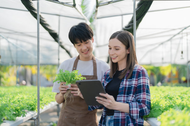 男女农民在水培农场收获蔬菜并审核质量。有机新鲜蔬菜，农民用水培蔬菜菜园收割，小型企业的概念。图片下载