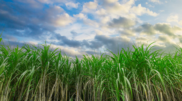 甘蔗农场产业，农业甘蔗田农场在晴天背景和复制空间的蓝天。在农村种植甘蔗用于食品工业或可再生生物能源发电。图片下载