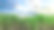 甘蔗农场产业，农业甘蔗田农场在晴天背景和复制空间的蓝天。在农村种植甘蔗用于食品工业或可再生生物能源发电。图片下载