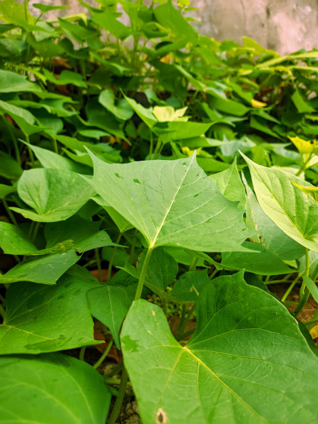 甘薯植物图片下载