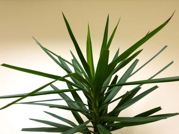 美丽对称的绿叶和白色的墙壁，温暖的黄色光线图片下载