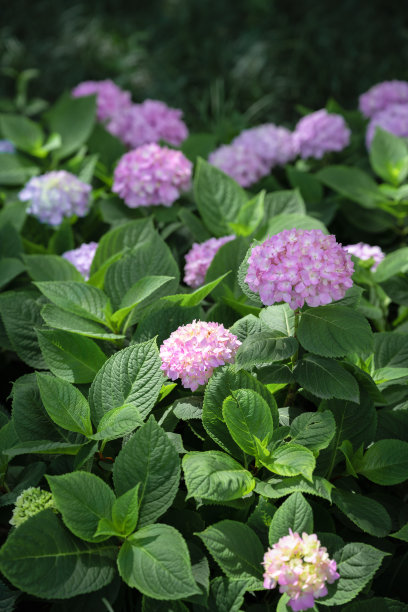 绣球花图片下载