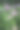 绣球花图片下载